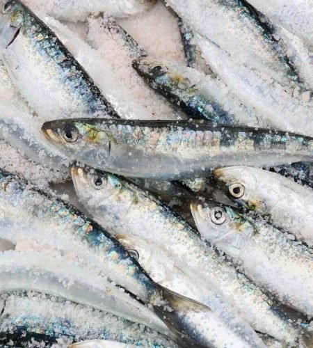 morocco, essaouira, harbour, nature, fish, sardine, catch, sale, food, gray food, gray fish, gray sales, gray fishing